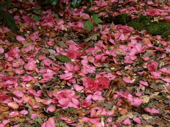 Bois des Moutiers (141) Mai 2012